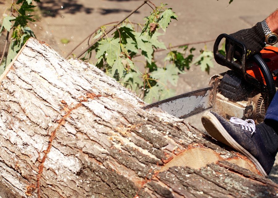 Tree trimming and pruning by John Ponds Tree Service in Denver, NC