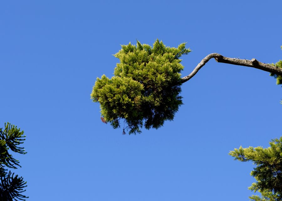 Tree trimming and pruning by United Tree Services in Richton Park, IL
