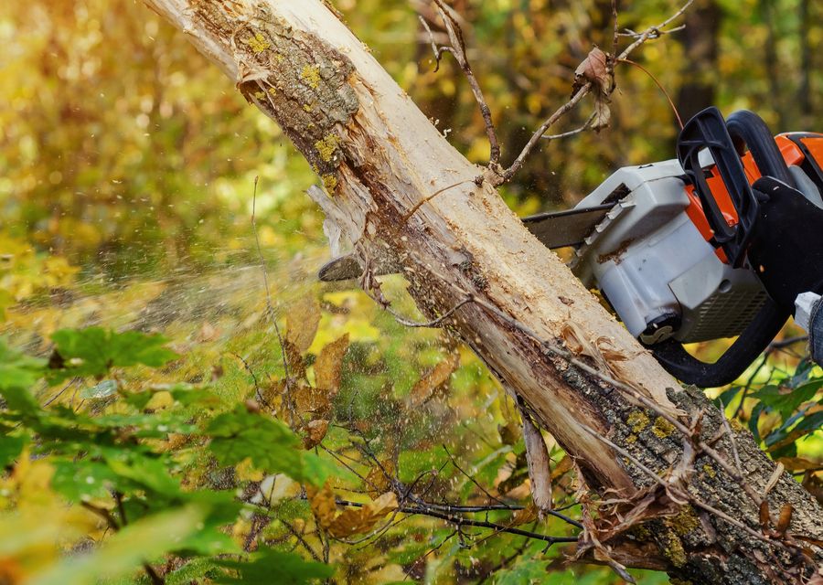Tree trimming and pruning by Joseph Wruck Tree Experts Inc. in Harvey, IL