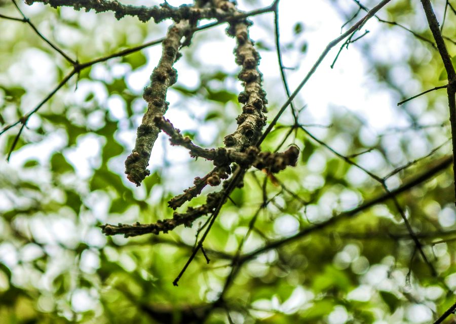 Tree trimming and pruning by Ticos Tree Experts in Cheltenham, PA