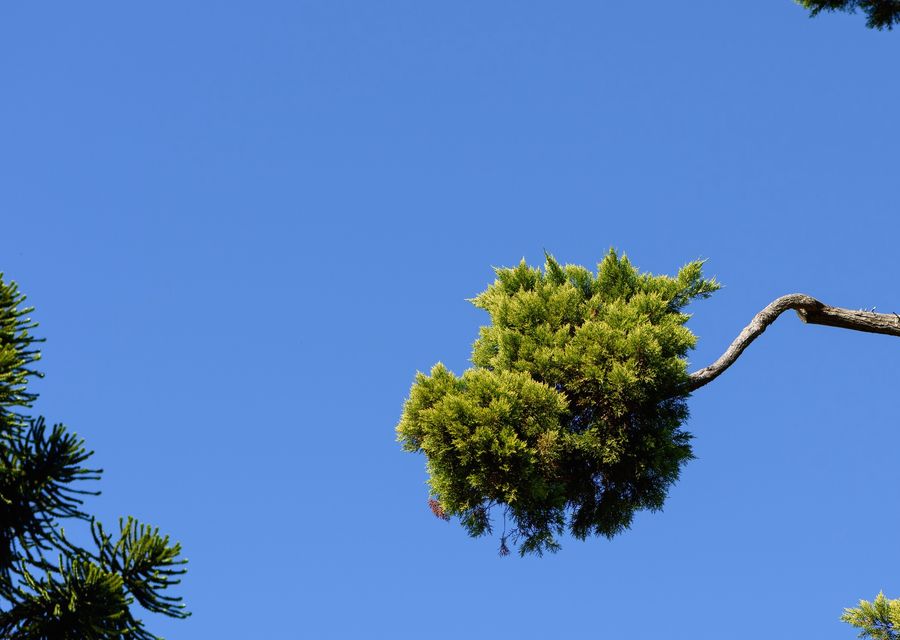 Tree trimming and pruning by All American Tree Services in New Stanton, PA