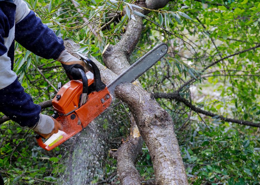 Tree trimming and pruning by D&S Tree Service in Munster, IN