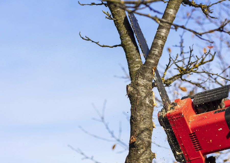 Tree trimming and pruning by Top Notch Tree Service in Murrysville, PA