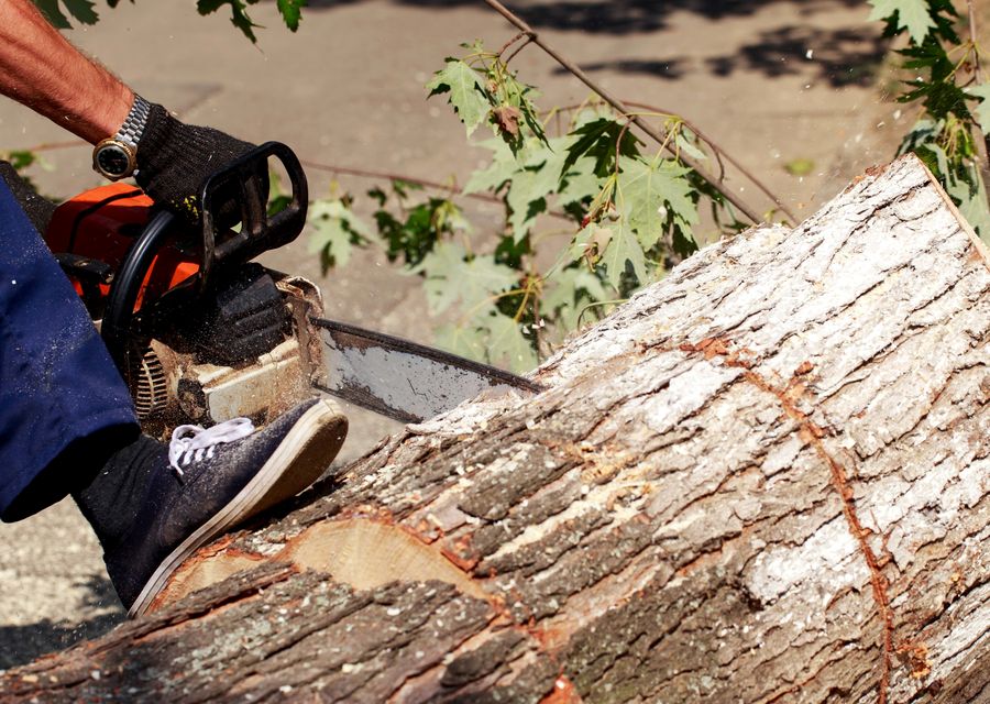 Tree trimming and pruning by Devora Tree Service in Upper Providence, PA