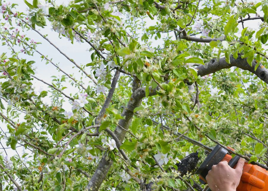 Tree trimming and pruning by Enlightenment Tree Service in Souderton, PA