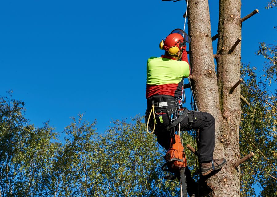 Tree trimming and pruning by Eden Tree Care in New Florence, PA