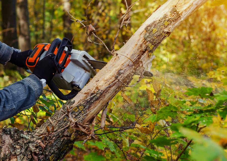 Tree trimming and pruning by One Call Tree Service in Wilmington, IL