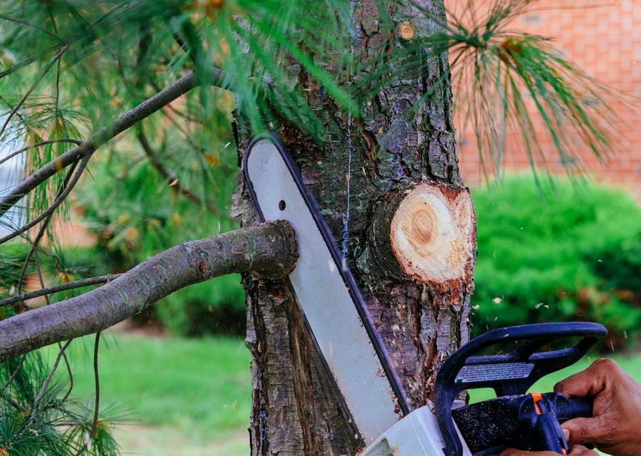 Tree trimming and pruning by Branching Out Tree Service in Ocoee, FL