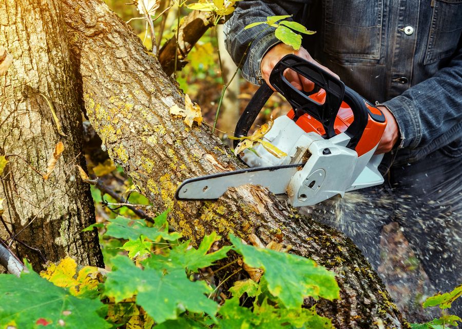 Tree trimming and pruning by Pike Tree & Landscape Service in Joliet, IL