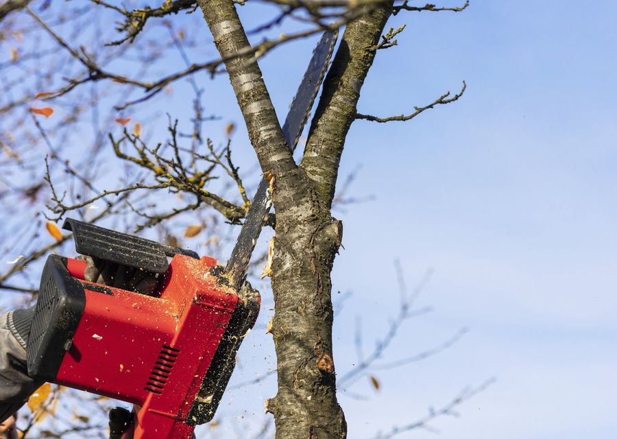 Tree trimming and pruning by The Tree Guy LLC in West Pottsgrove, PA
