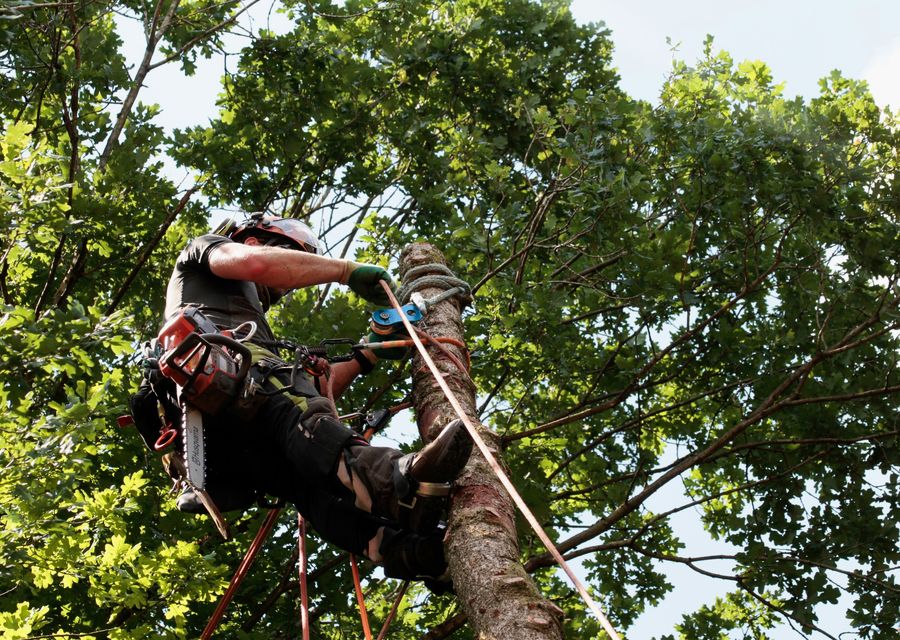 Tree trimming and pruning by York Tree & Lawn Service in Lincolnwood, IL