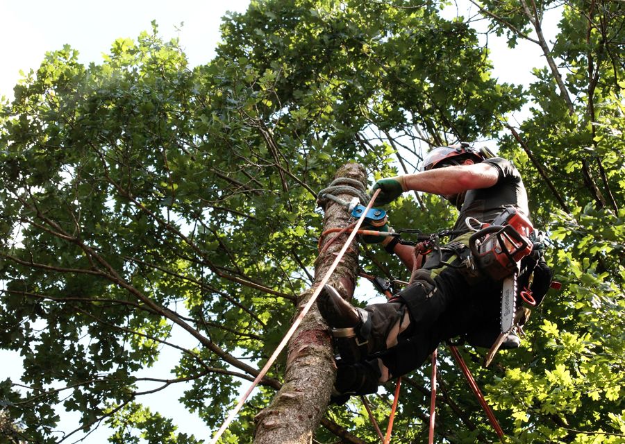 Tree trimming and pruning by No limit tree service in Gallitzin, PA
