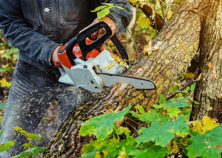 Tree trimming and pruning by Brian's Tree Removal Service, LLC in St John, IN