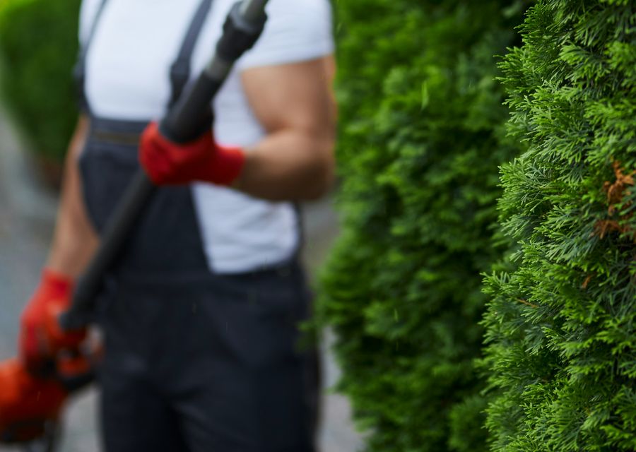 Tree trimming and pruning by Al's Affordable Tree Service LLC in Elwood, IL