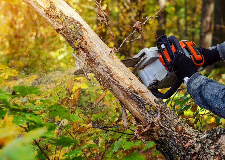 Tree trimming and pruning by Affordable Tree Service Inc in Susquehanna, PA