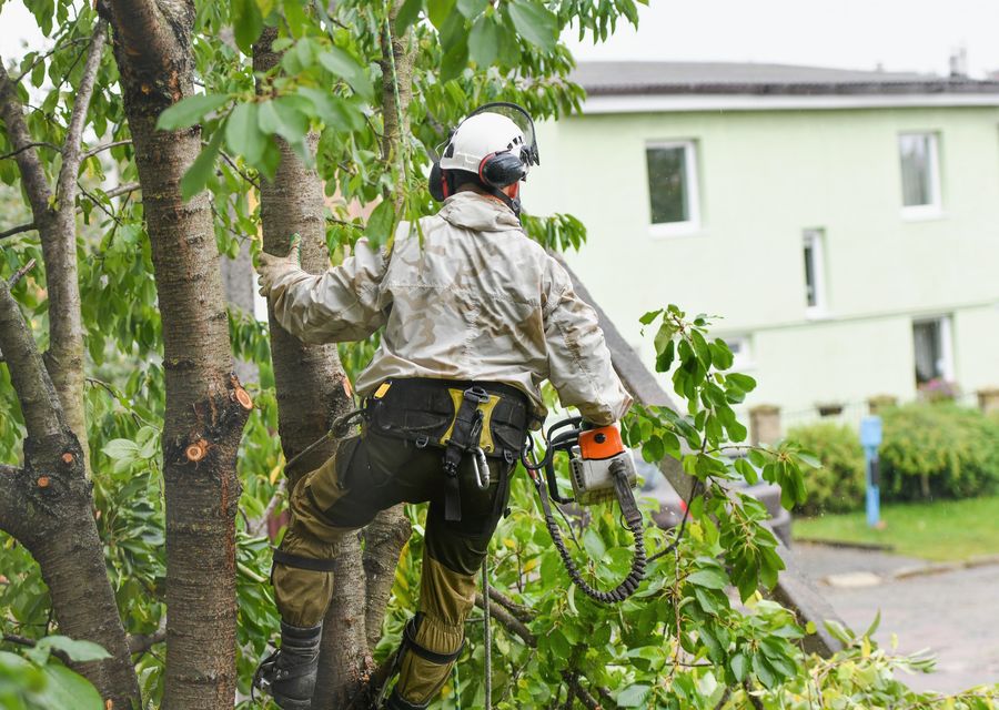 Tree trimming and pruning by Five Star Tree & Landcaping Services in Austell, GA