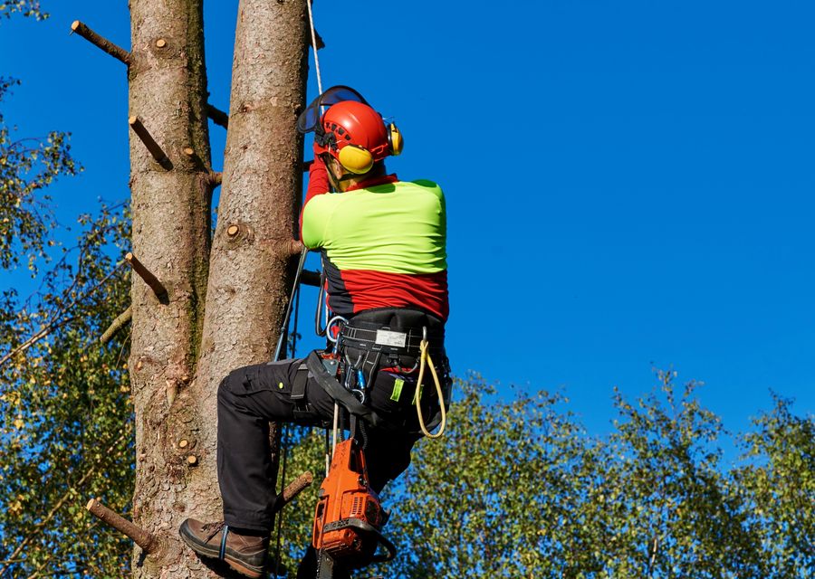 Tree trimming and pruning by Alliance Professional Tree Services in Irvine, CA