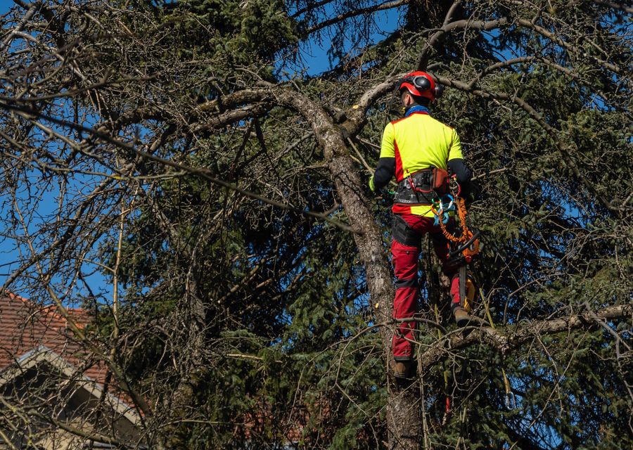 Tree trimming and pruning by Moran Tree Service in Westchester, IL