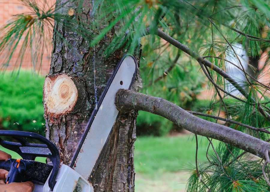 Tree trimming and pruning by All star tree service llc in Conemaugh, PA