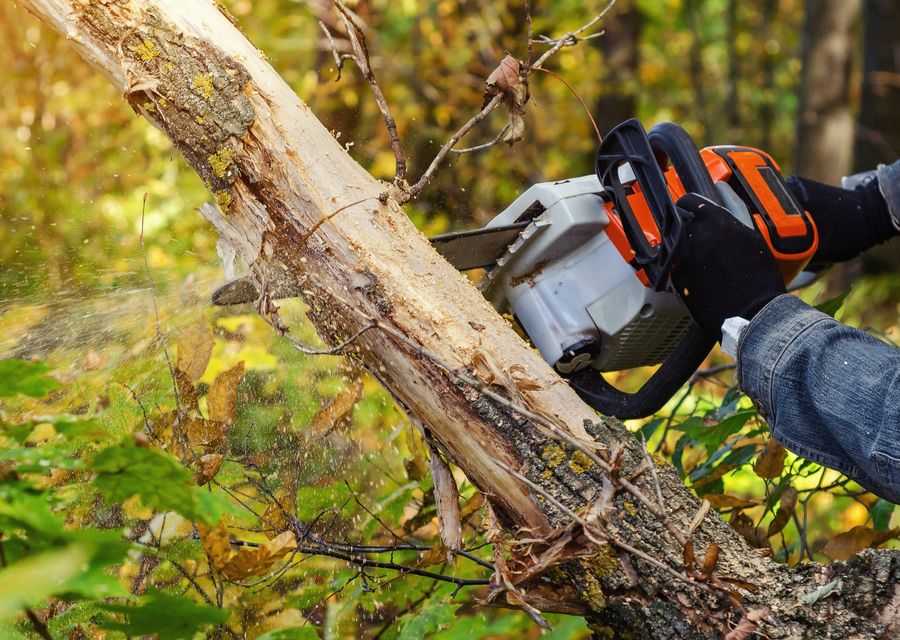 Tree trimming and pruning by Arias Pro-Tree Services in Pine, CO