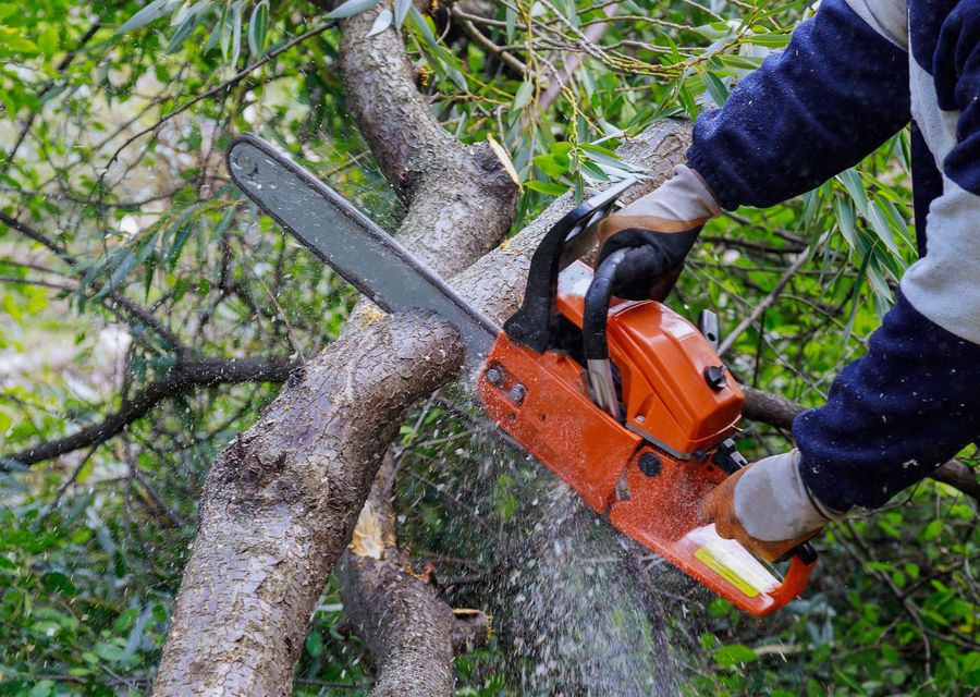 Tree trimming and pruning by Sunrise Tree Service in Leander, TX