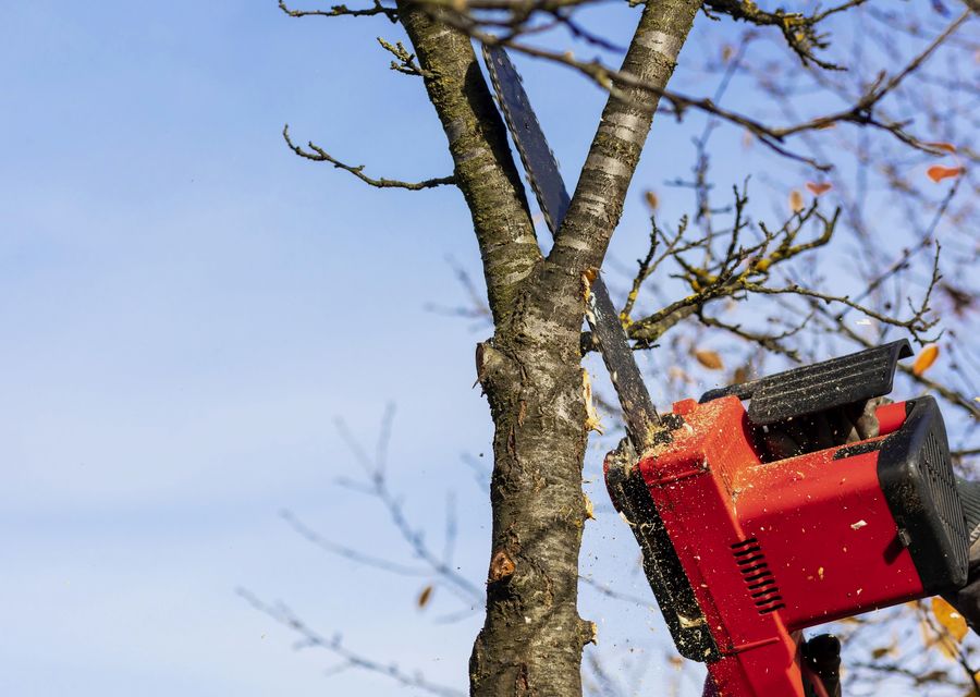 Tree trimming and pruning by Lion King Tree Service Inc. in Lockport, IL