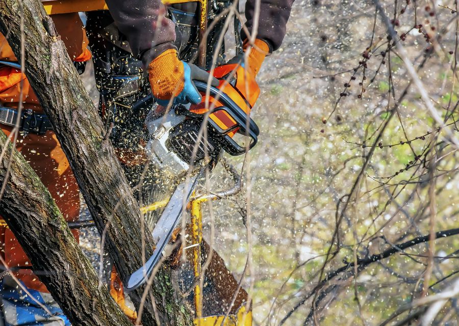 Tree trimming and pruning by Timberland Tree Service in Cheltenham, PA