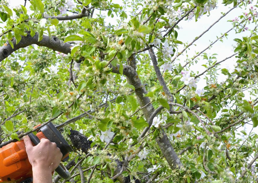 Tree trimming and pruning by Double R Tree Service in Hebron, IN