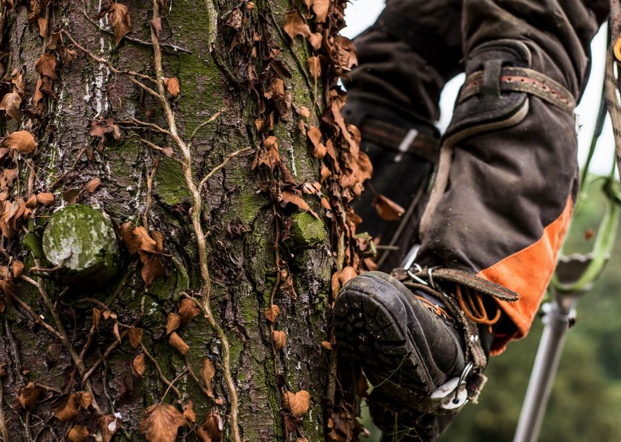 Tree trimming and pruning by Real Mountain Tree Service in Gaston, SC