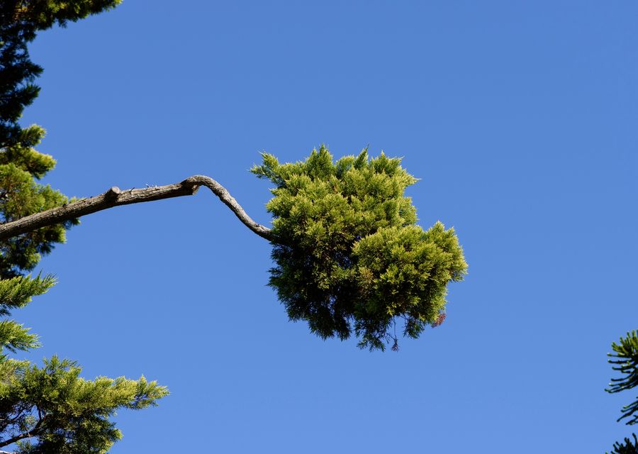 Tree trimming and pruning by Wingate's Tree Service LLC in Hilltown, PA