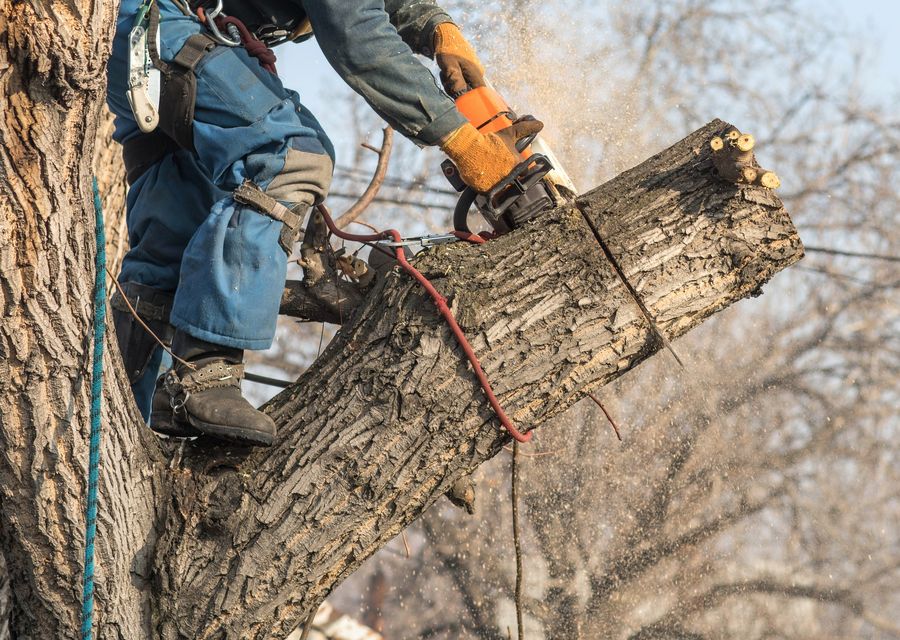 Tree trimming and pruning by Prestige Tree Service, LLC in Northwood, NH