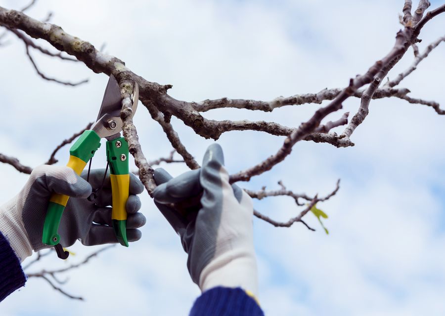 Tree trimming and pruning by T&T Tree Services in Upper Merion, PA