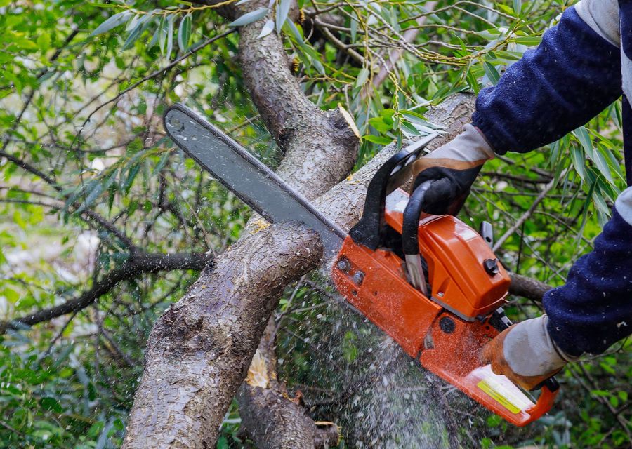 Tree trimming and pruning by BERNIE TREE SERVICE LLC in University Park, IL