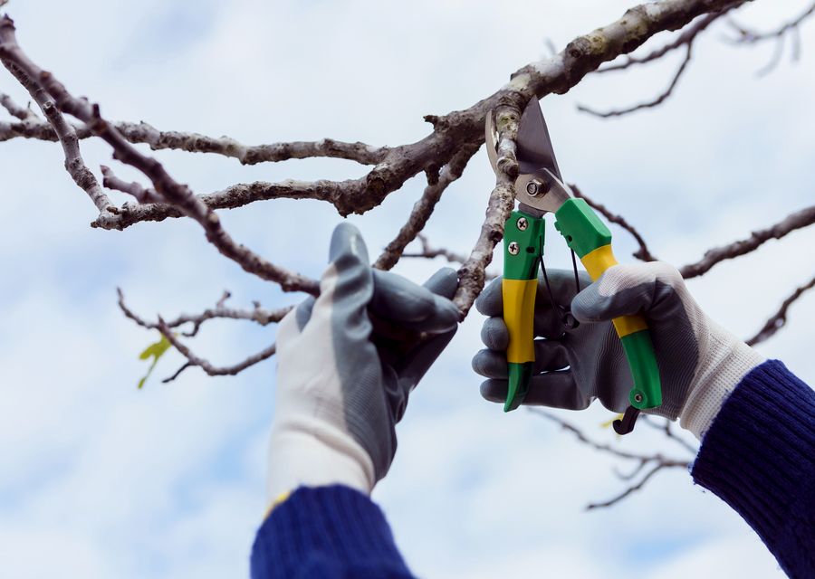 Tree trimming and pruning by Rodriguez Bros Tree Service in Chapin, SC