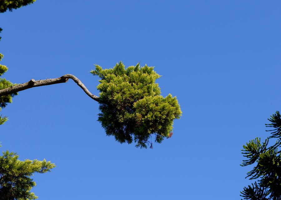 Tree trimming and pruning by Morales Brothers Tree Service, LLC in Seabrook, NH