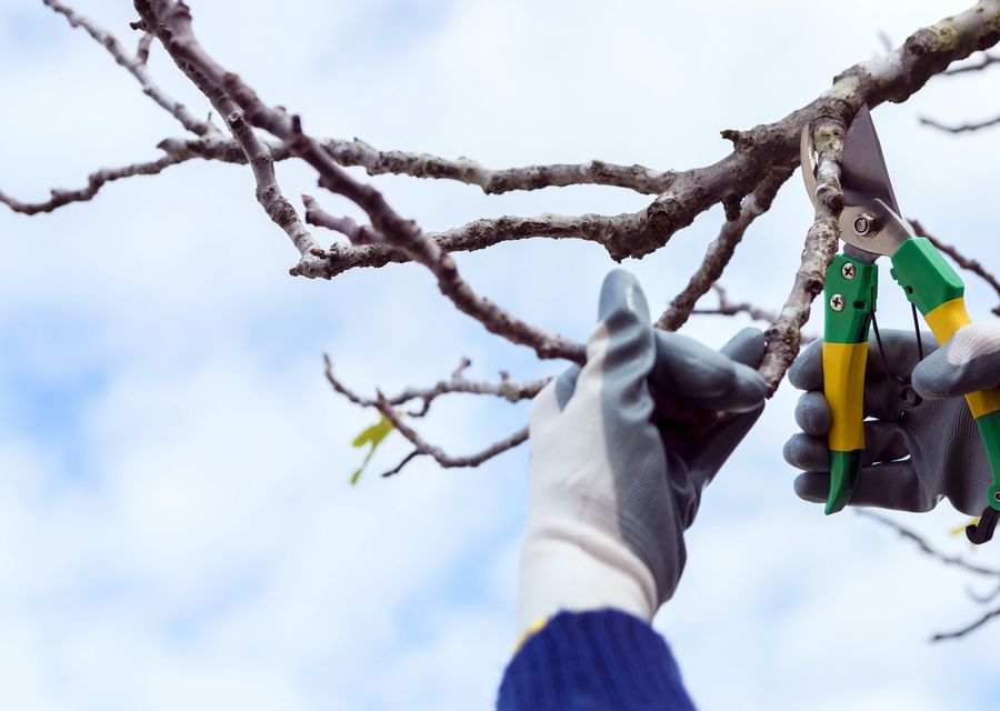 Tree trimming and pruning by Chajon Tree Service in Hammond, IN