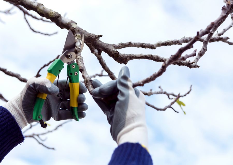 Tree trimming and pruning by Beaver Tree Service in Carrolltown, PA