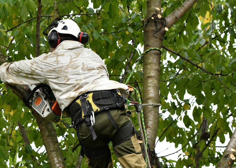 Tree trimming and pruning by Amazônia Tree Services in Monroeville, PA