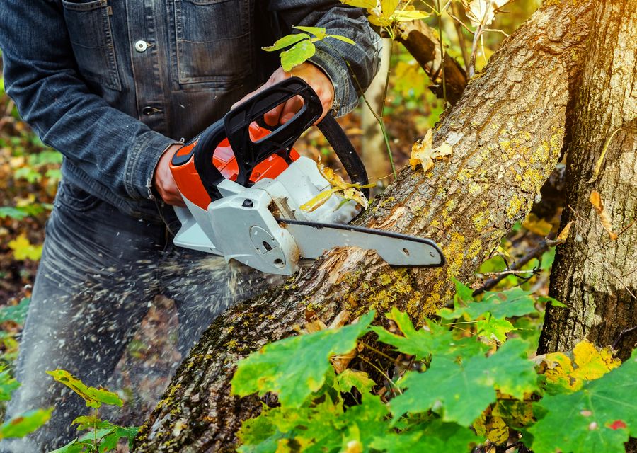 Tree trimming and pruning by Cousins Tree Services in Lake Station, IN