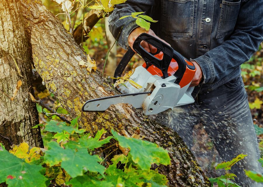 Tree trimming and pruning by Trees Unlimited NJ in Summit, PA