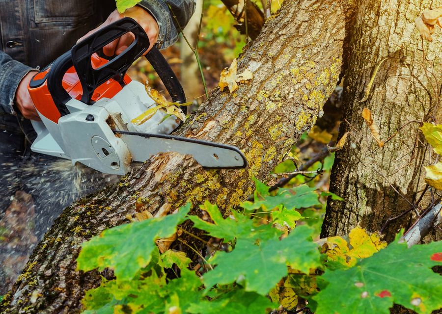 Tree trimming and pruning by Carrick's Tree Service in Rockledge, FL