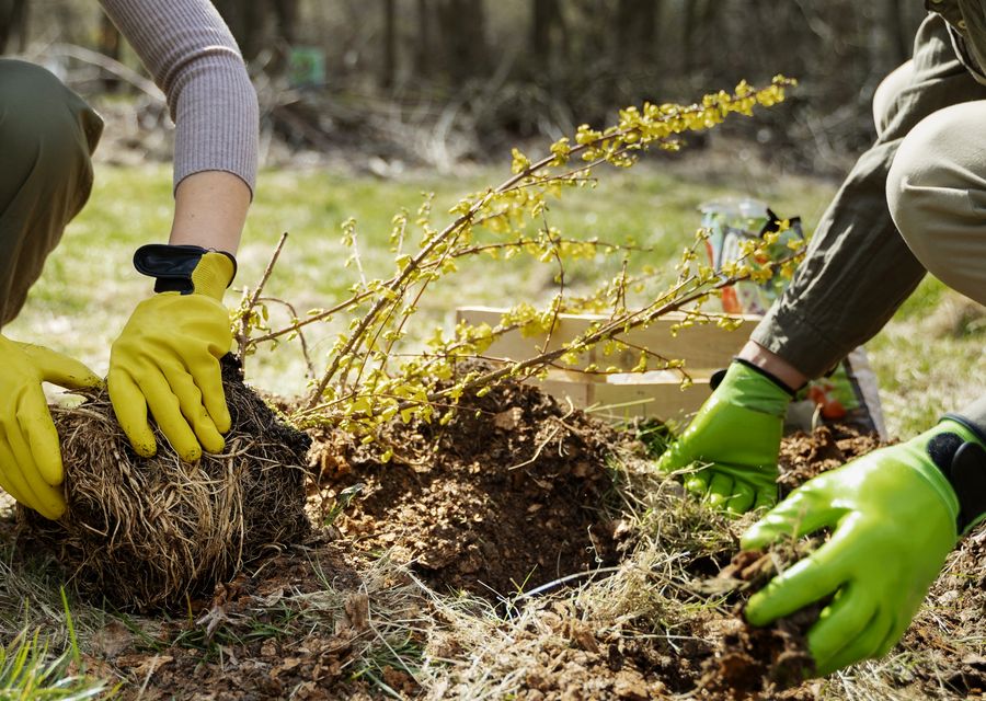 Tree trimming and pruning by Discount Tree Services in California, PA