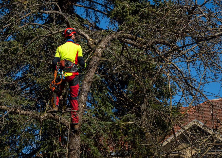 Tree trimming and pruning by Aspen Tree Services Inc. in Island Lake, IL
