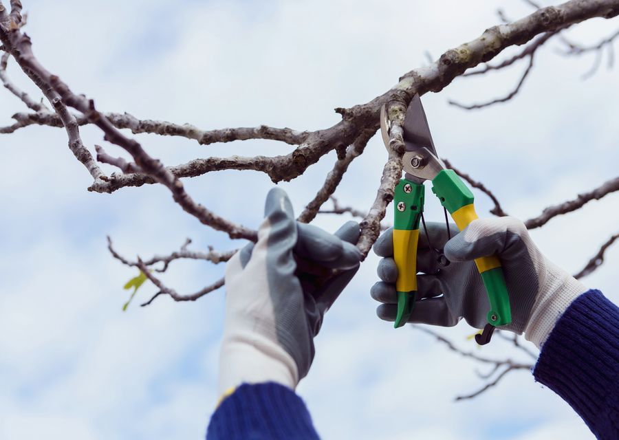 Tree trimming and pruning by Friendly Tree Experts in Asheville, NC