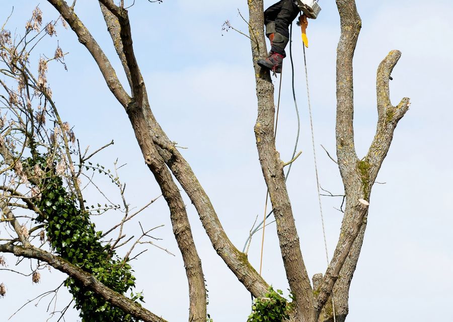 Tree trimming and pruning by Julio's Tree Services LLC in Leicester, NC