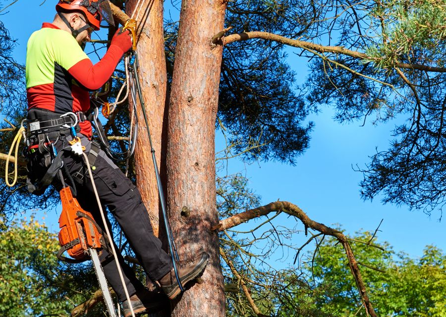Tree trimming and pruning by Action Tree Service in Garden Grove, CA