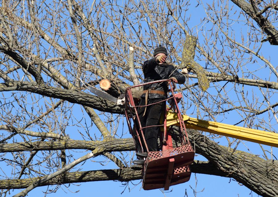 Tree trimming and pruning by Summit Arbor Services in Austin, TX