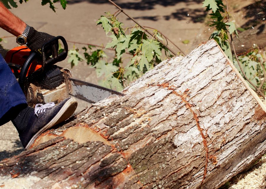Tree trimming and pruning by Tree Cutting & Trimming in Steger, IL