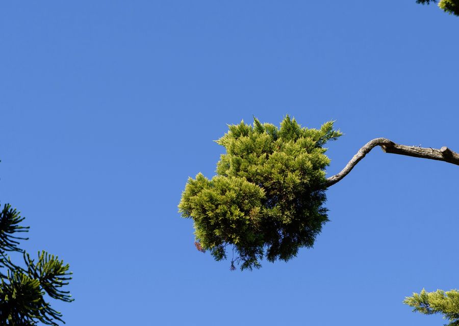 Tree trimming and pruning by Elmont Tree Service in Suwanee, GA