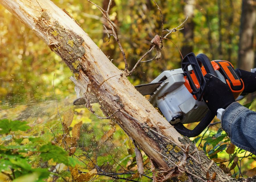 Tree trimming and pruning by Sunburst Tree Experts Inc. in Clarendon Hills, IL